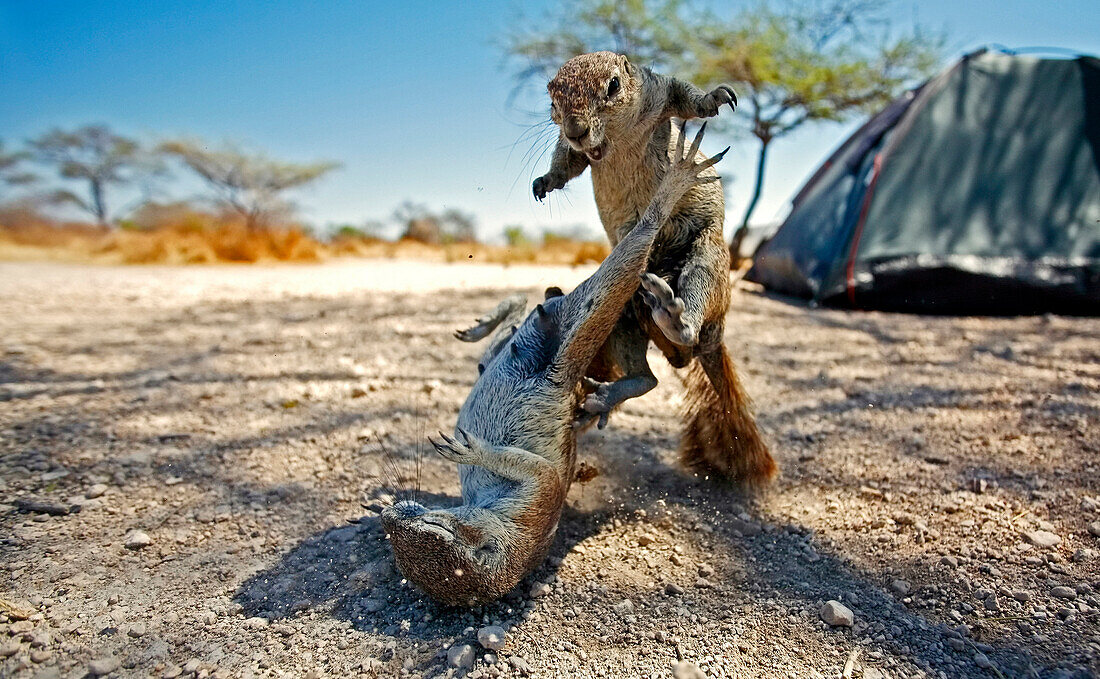Two fighting cape ground squirrels, Xerus inauris, Etosha Nationalpark, Namibia, Africa
