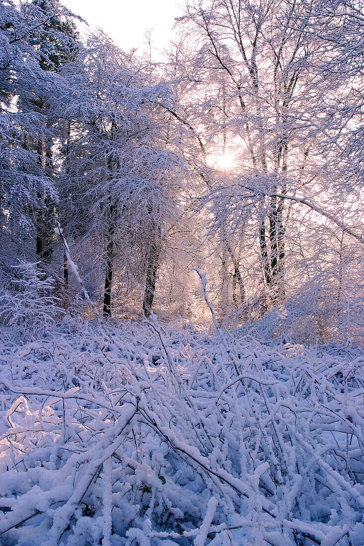 Waldgebieten im Winter, Forest of Dean, Gloucestershire, England