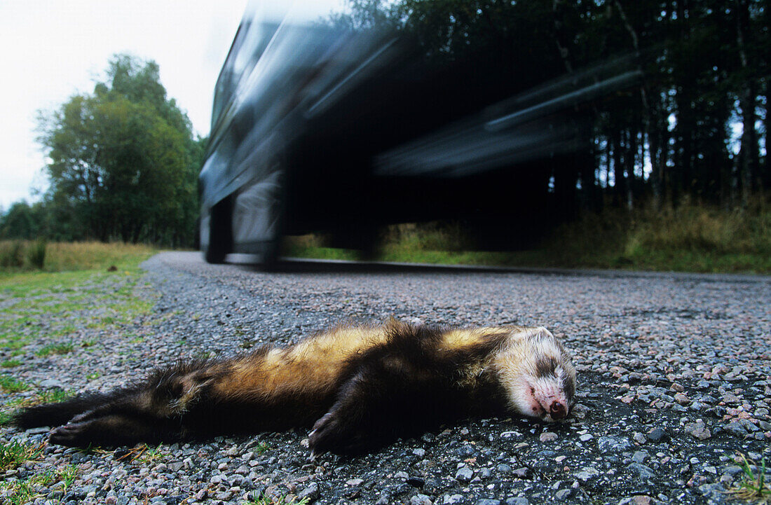 European polecat, killed by road traffic