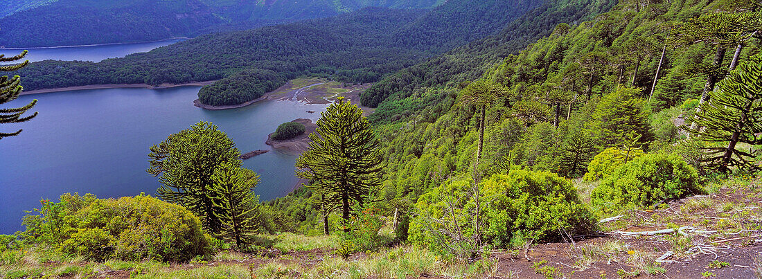 Chilenische Araukarie, Araucaria araucana, Buchen und  und aufgestauter See, Conguillo Nationalpark, Araucania, Chile
