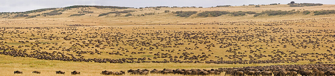 Blue wildebeest herd migrating, Connochaetes taurinus, Masai Mara National Reserve, Kenya, Africa