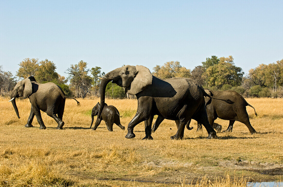 African Elephant herd rushes towards the safety of the treeline after crossing the river from Namibia to Botswana, Loxodonta africana, Africa