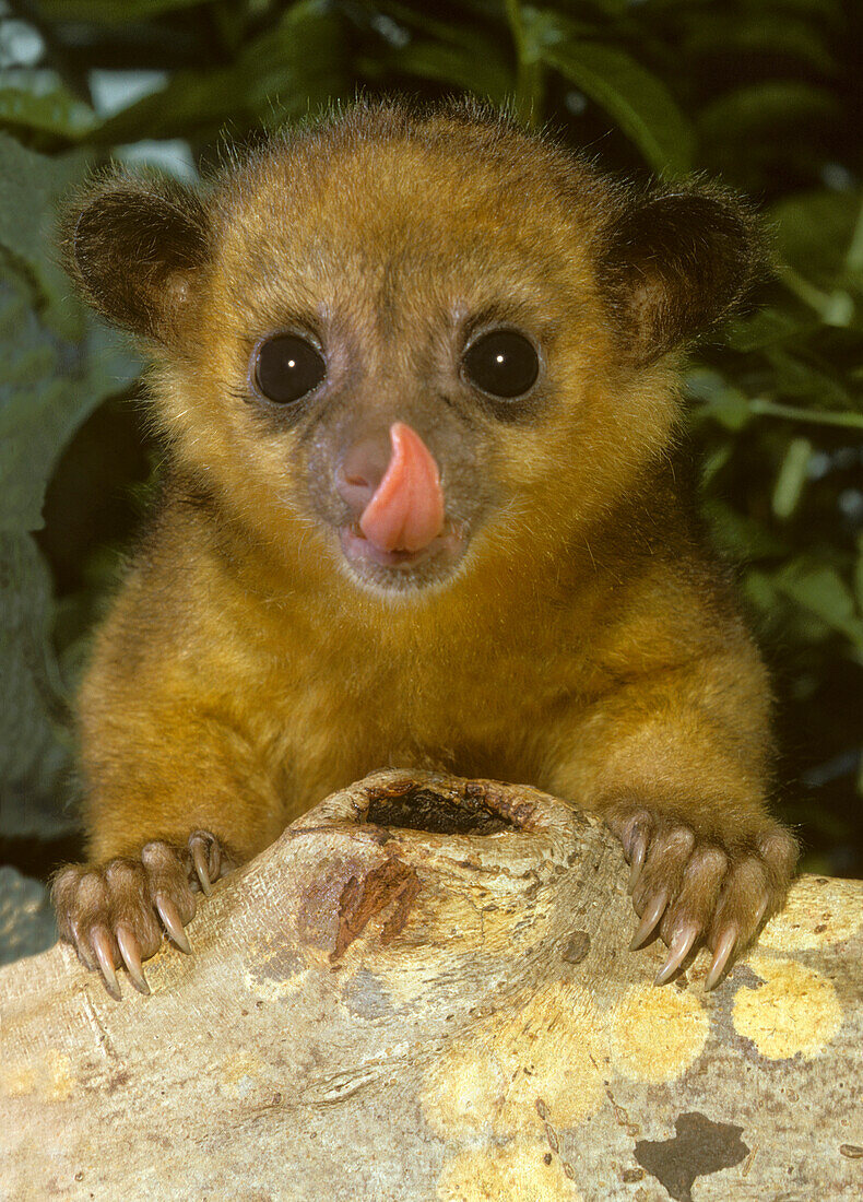 Kinkajou, Potos flavus, young honey bear or cat monkey licking nose, found in tropical Central and South America