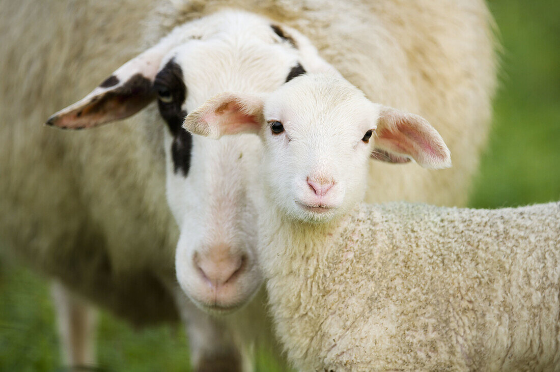 A sheep looks for contact to her lamb