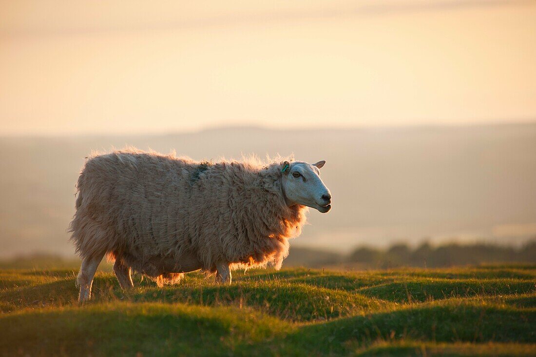 Welsh sheep in evening light, Wales
