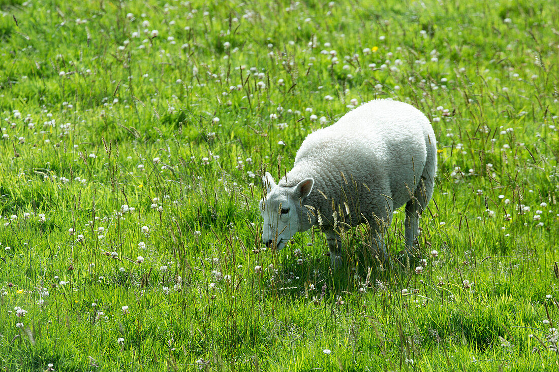 Sheep on meadow, Orkney Islands, Scotland, United Kingdom