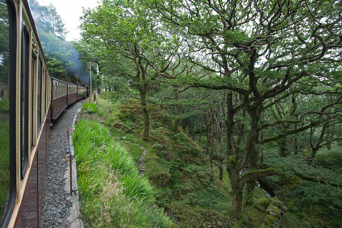 Zug der Ffestiniog Narrow Gauge Heritage Railway Schmalspureisenbahn fährt durch Wald, nahe Coed-y-Bleiddiau, Gwynedd, Wales, Großbritannien, Europa
