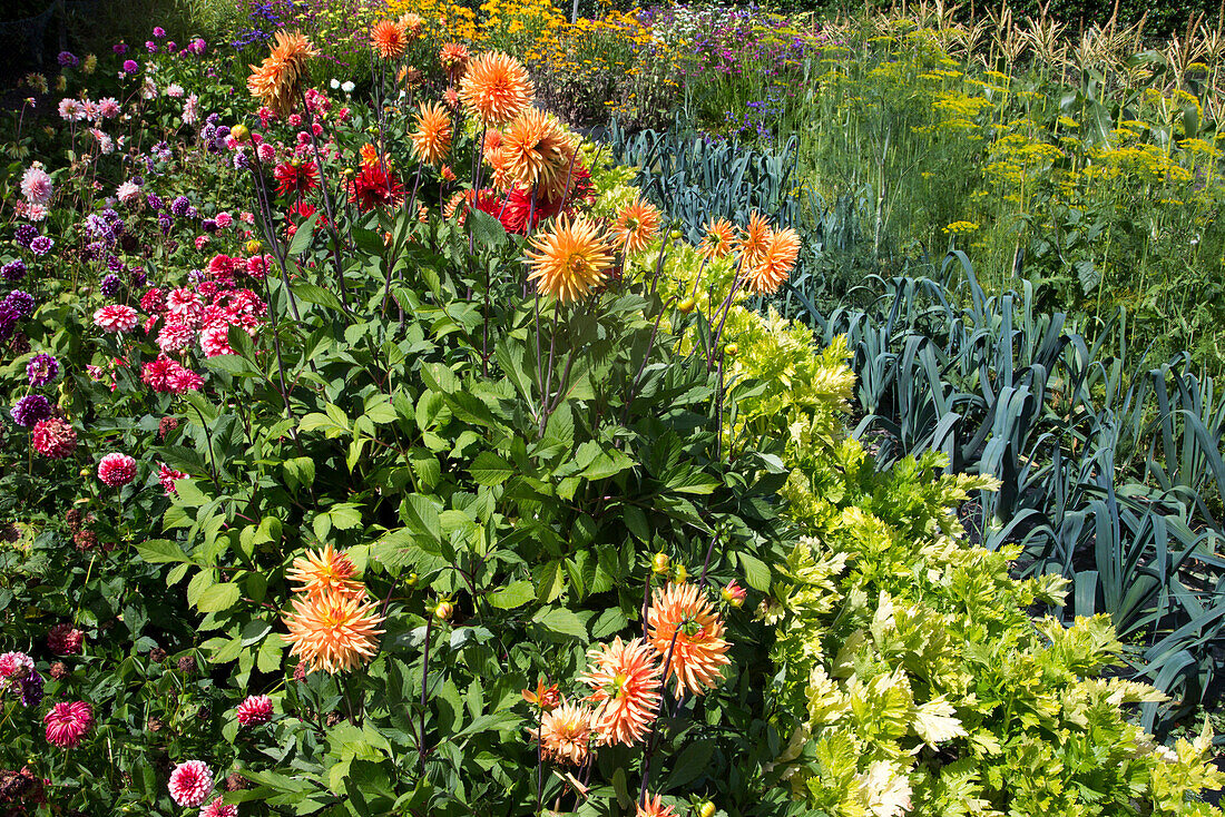 Blumen und Gemüse in den Gärten von Abbey Gardens, Tresco, Scilly-Inseln, Cornwall, England