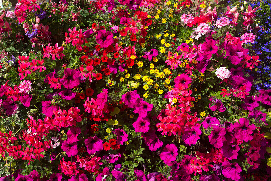 Blumenpracht an einer Wand der Town Church Kirche, St Peter Port, Guernsey, Kanalinseln, England, Großbritannien, Europa