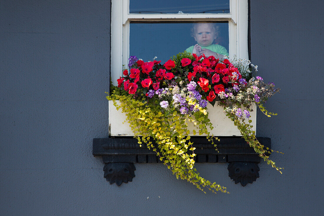 Kleiner Junge schaut aus Fenster von Ship und Crown Pub, St Peter Port, Kanalinseln, England, Großbritannien, Europa