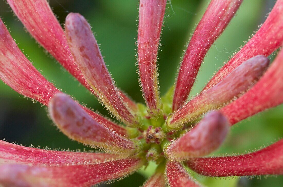 Honeysuckle buds