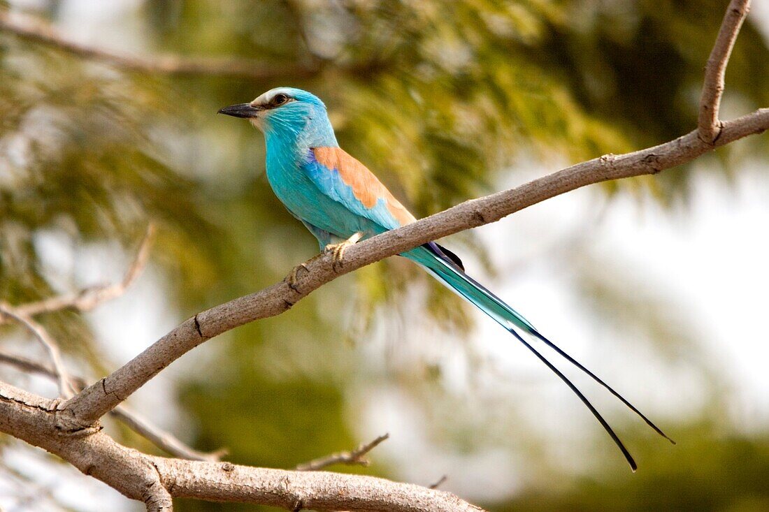 Attractive blue Abyssinian Roller near Tendaba Camp Gambia River The Gambia