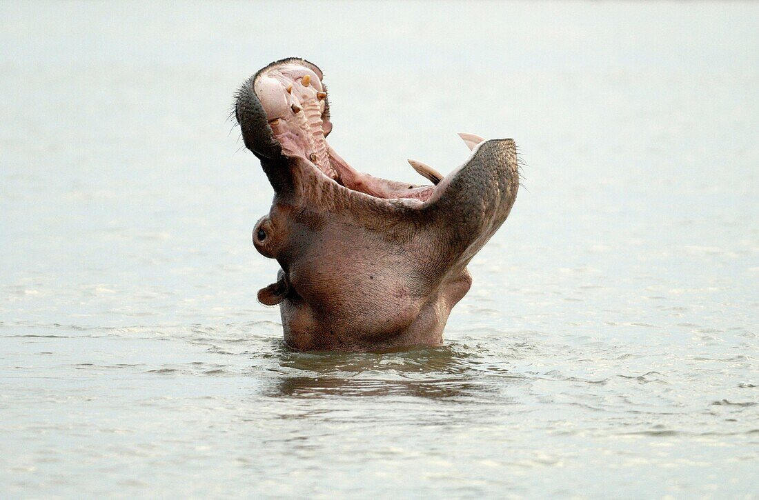 Africa,Tanzanie,South East Tanzania,Selous reserve,hippopotamus