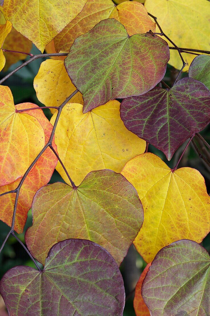 Cercis canadensis ´Forest Pansy´