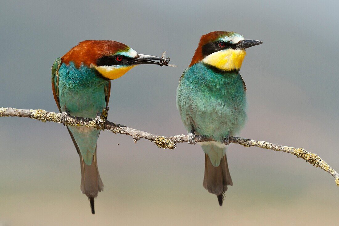 European bee-eater merops apiaster couple  Spain