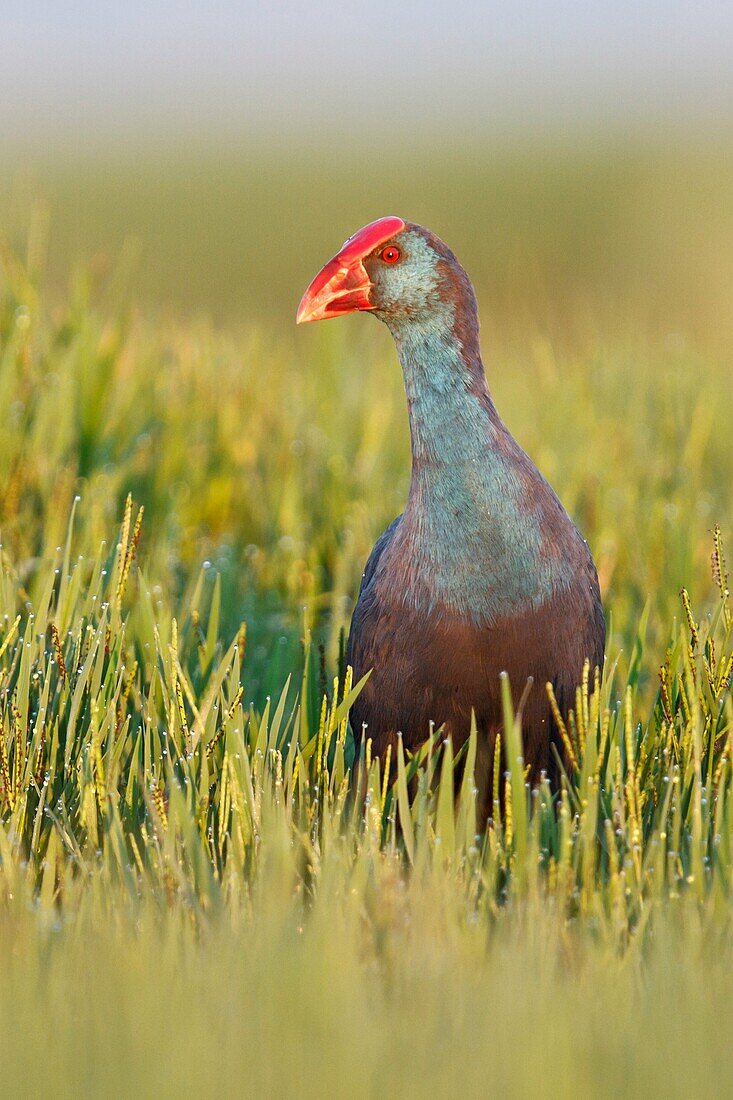 Purple swamp-hen porphyrio porphyrio  Spain