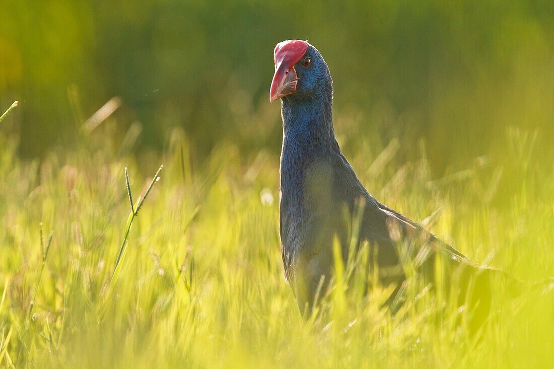 Purple swamp-hen porphyrio porphyrio  Spain