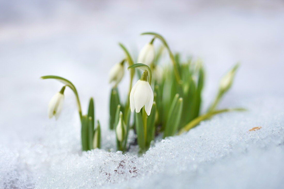 Snowdrops in the snow, Poland, Europe