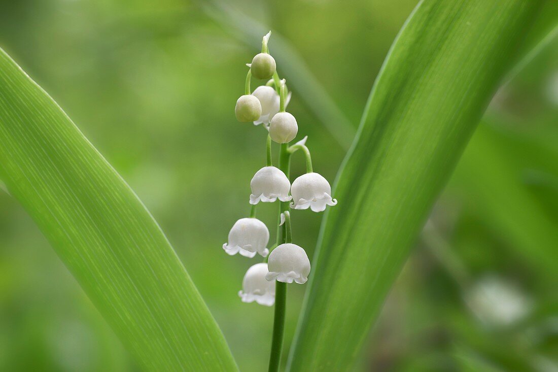 Lily of the valley, Poland, Europe
