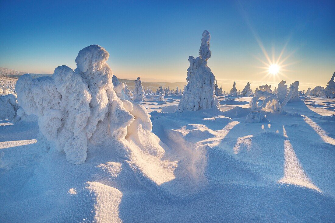 Snowy trees at the Szrenica peak, Karkonosze National Park, Poland, Europe