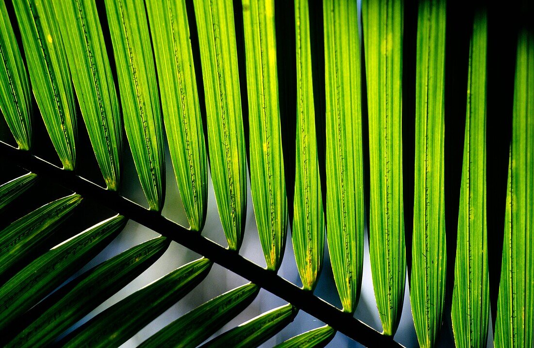 Palm tree leaves details, La Reunion island France, Indian Ocean