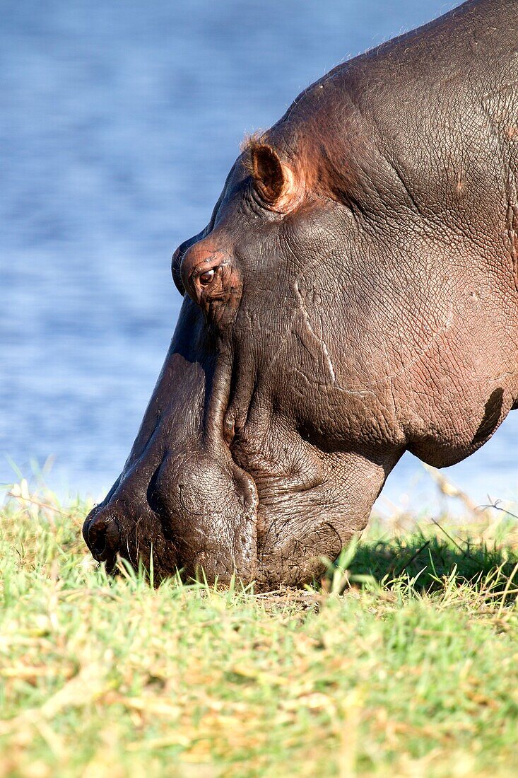 Hippopotamus Hippopotamus amphibius, eating, Chobe river, Chobe National Park, Botswana