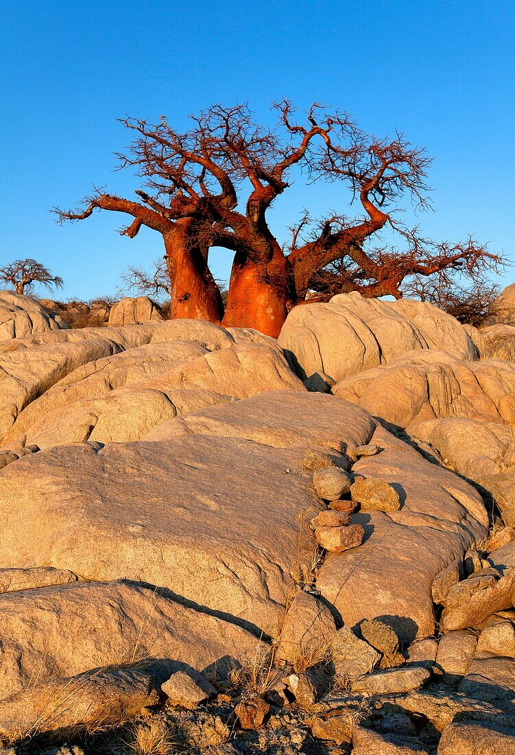 Boababs Adansonia digitata, Kubu Island, in the South West of Sowa Pan, Makgadikgadi pans, Botswana, Africa