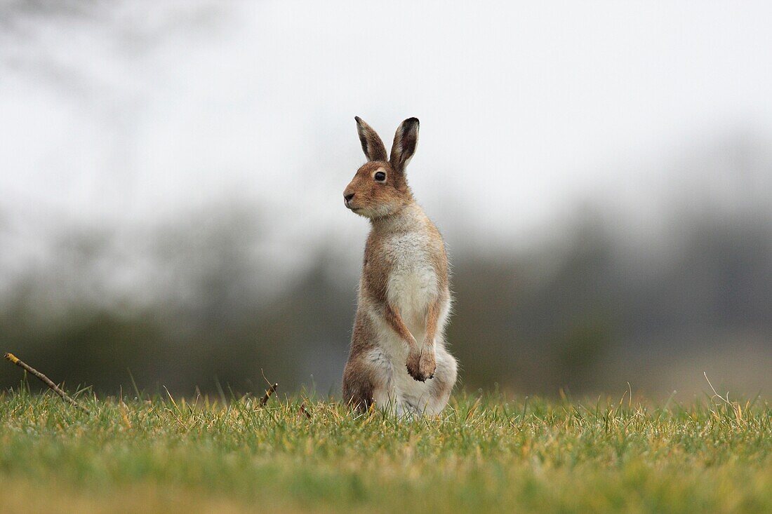 Irish Hare Lepus timidus hibernicus