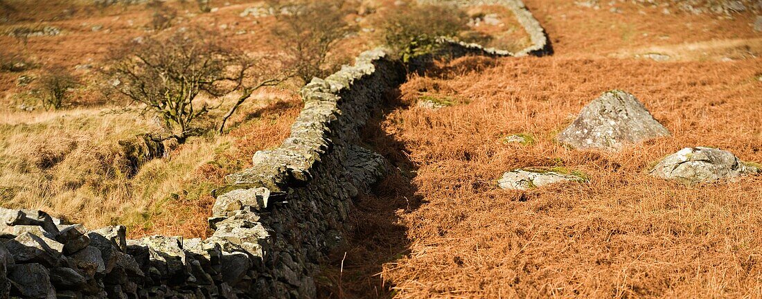 Drystone wall through field, Snowdonia, Wales