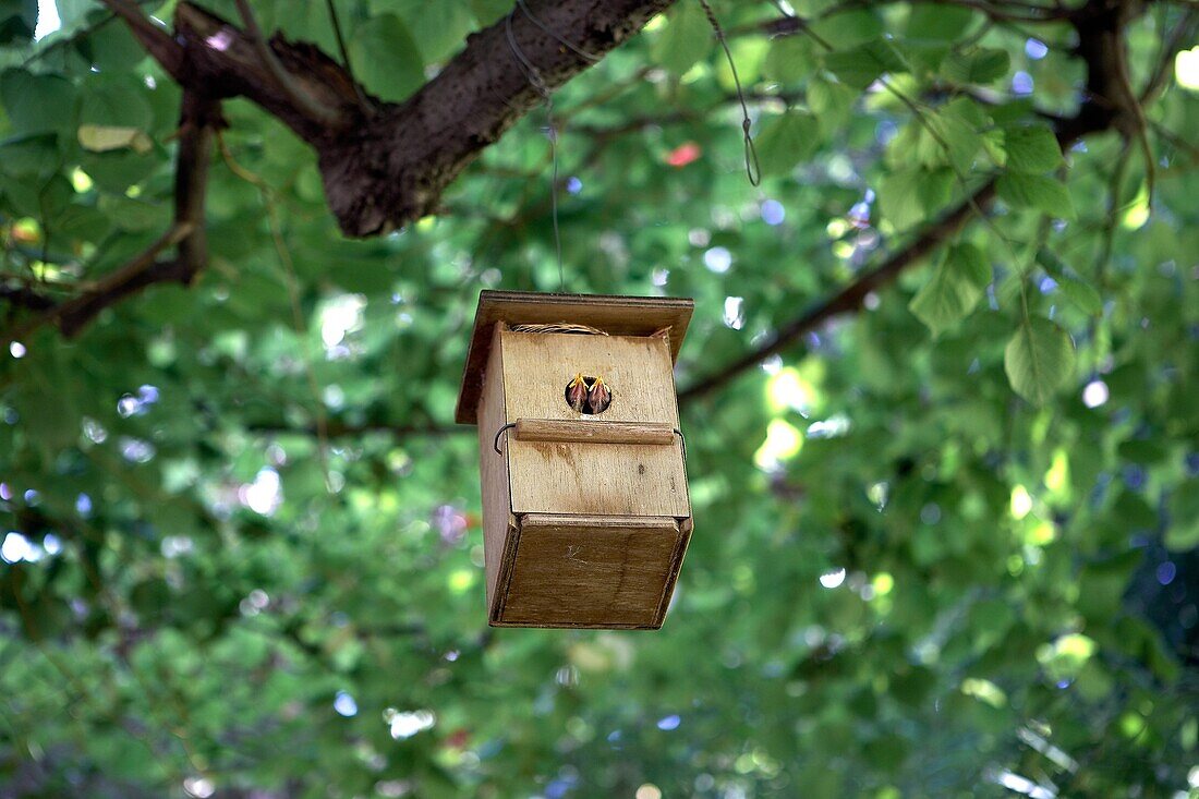 Bird House  LLeida, Spain