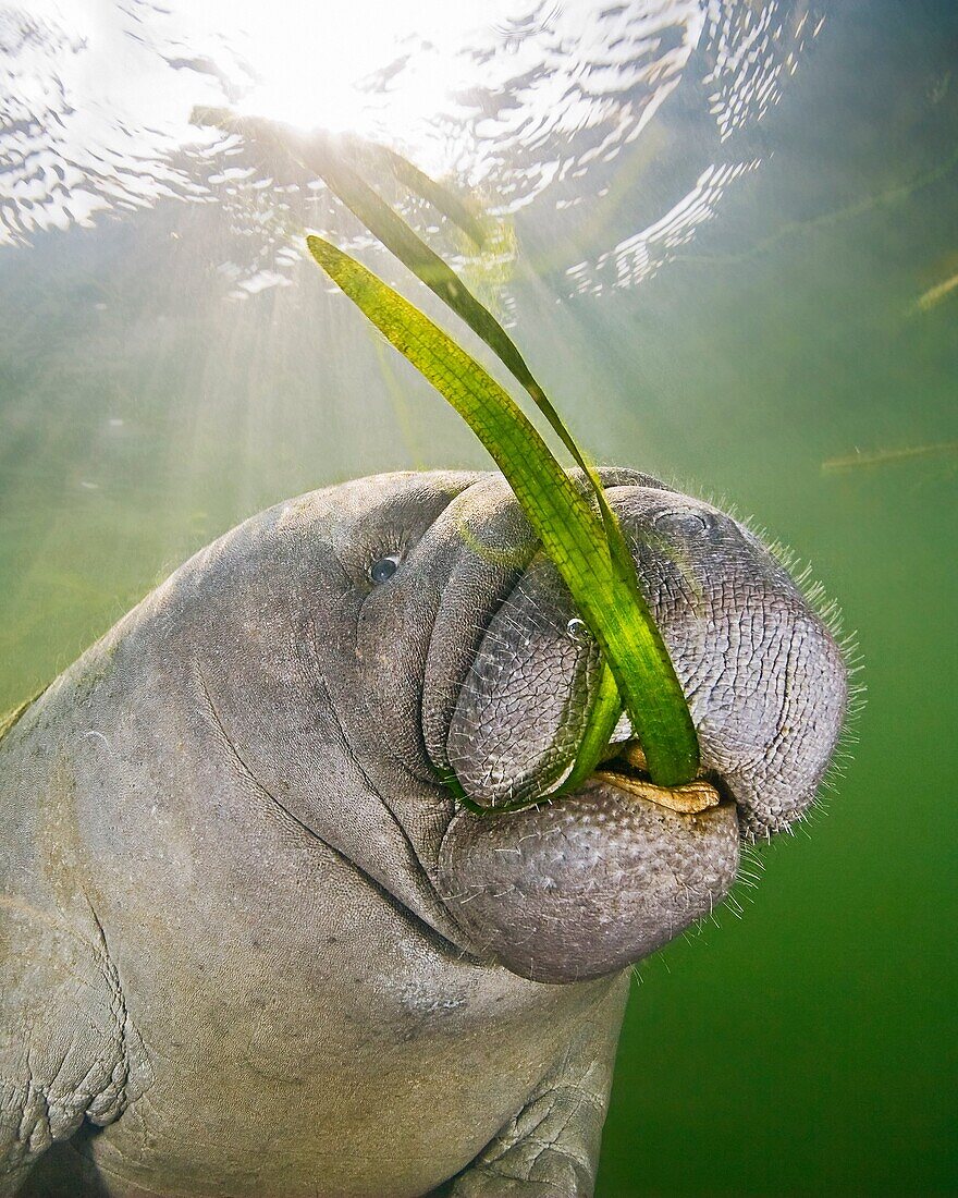 Florida manatee, Trichechus manatus latirostris, calf feeding on seagrass, , endangered subspecies of West Indian manatees, Crystal River National Wildlife Refuge, Kings Bay, Florida, Gulf of Mexico, Caribbean Sea, Atlantic Ocean