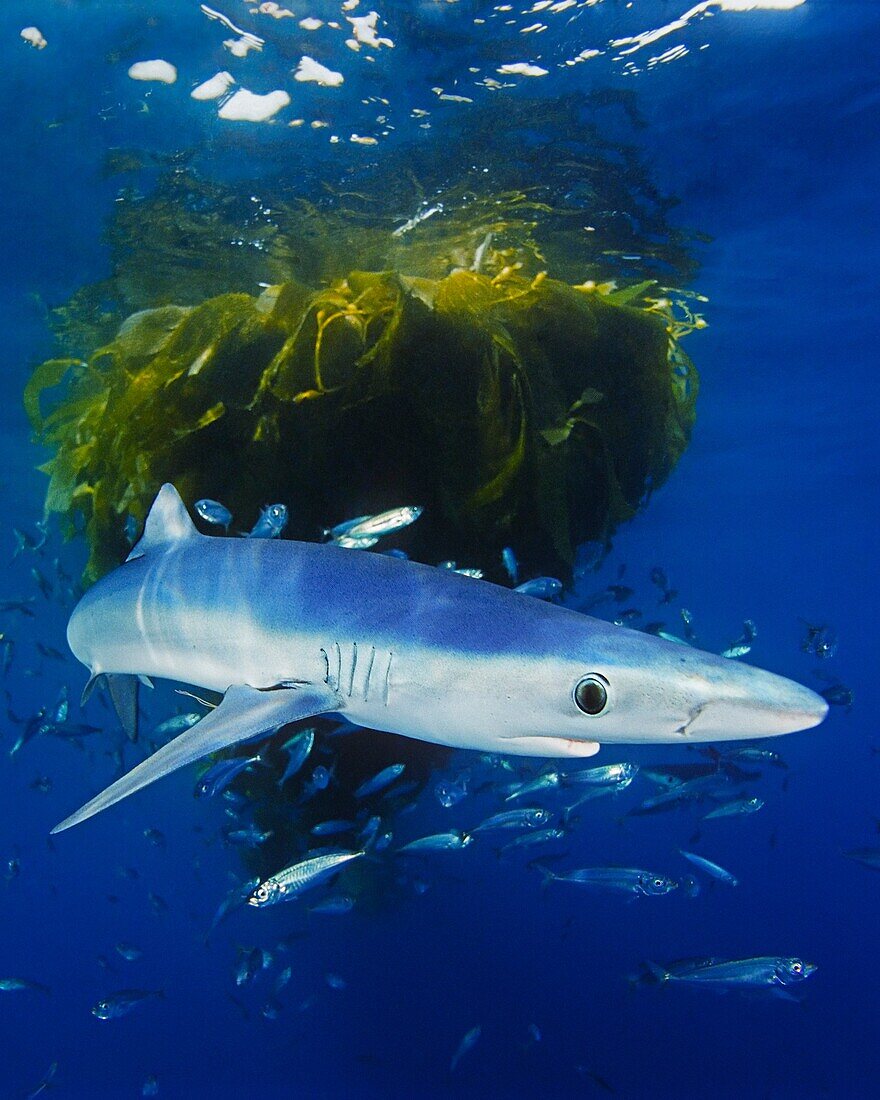 blue shark, Prionace glauca, juvenile, with school of jack mackerel, Trachurus symmetricus, under drifting kelp paddy, San Diego, California, USA, Pacific Ocean