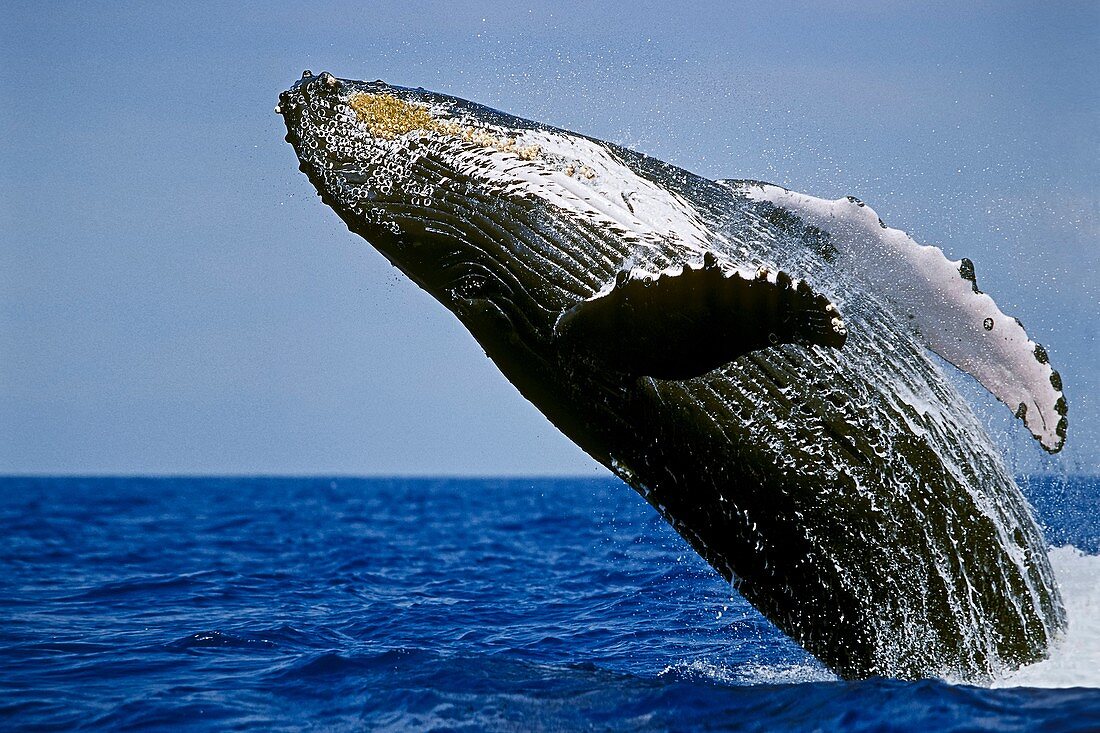 humpback whale, Megaptera novaeangliae, breaching, Hawaii, USA, Pacific Ocean