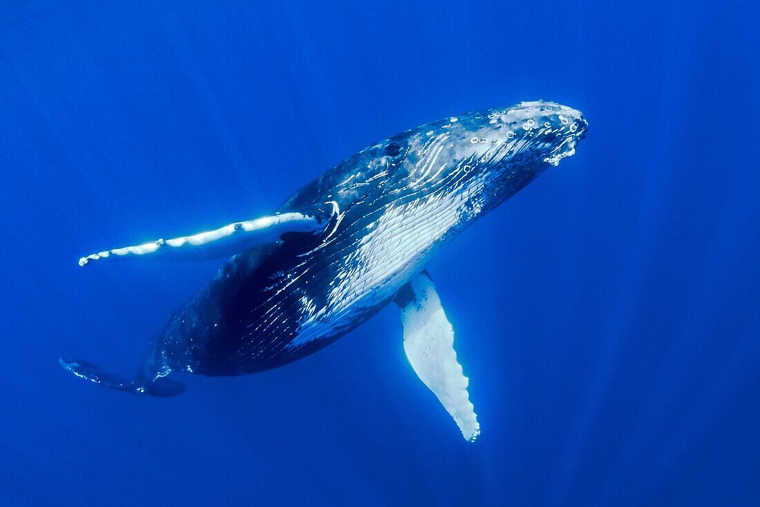 humpback whale, Megaptera novaeangliae, Hawaii, USA, Pacific Ocean