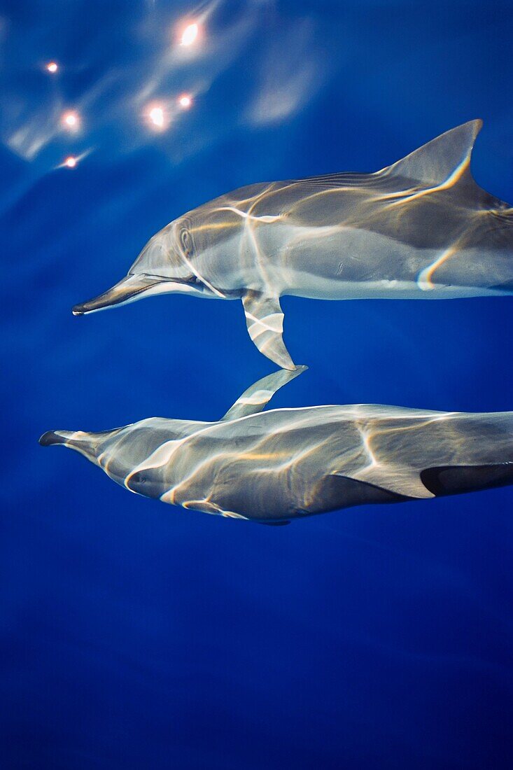 Hawaiian spinner dolphins, Stenella longirostris longirostris, communicating to each other by touching pectoral fins while bow riding, Kona Coast, Big Island, Hawaii, USA, Pacific Ocean