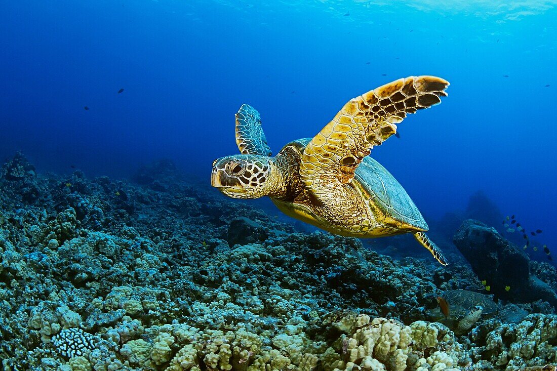 green sea turtle, Chelonia mydas, Kona Coast, Big Island, Hawaii, USA, Pacific Ocean