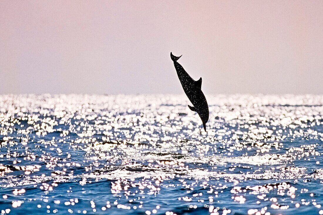 silhouette of Hawaiian spinner dolphin, Stenella longirostris longirostris, leaping, Kona Coast, Big Island, Hawaii, USA, Pacific Ocean