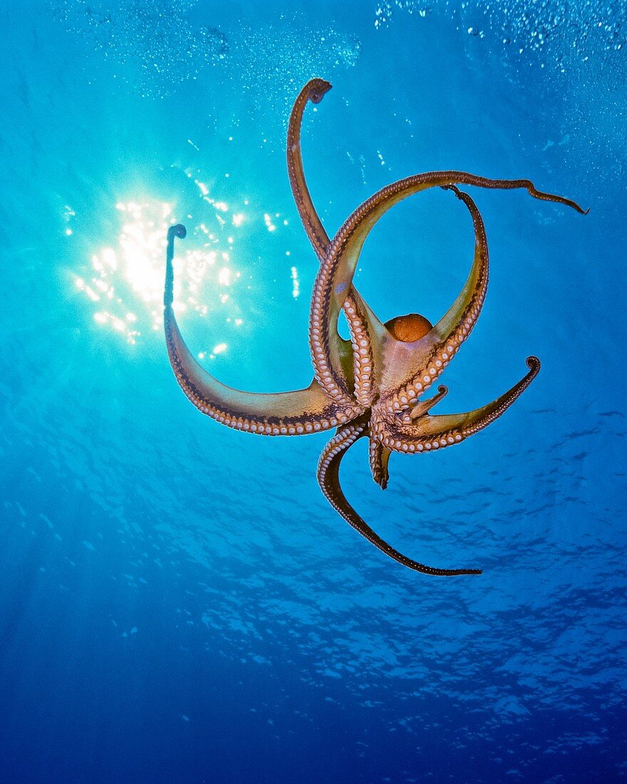 day octopus, Octopus cyanea, Kona Coast, Big Island, Hawaii, USA, Pacific Ocean