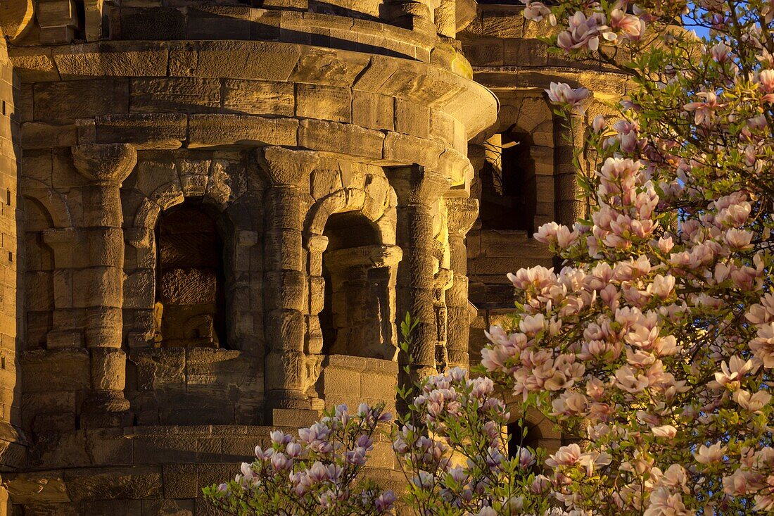 Porta Nigra, World Heritage Site, with blooming magnolia, Trier, Germany