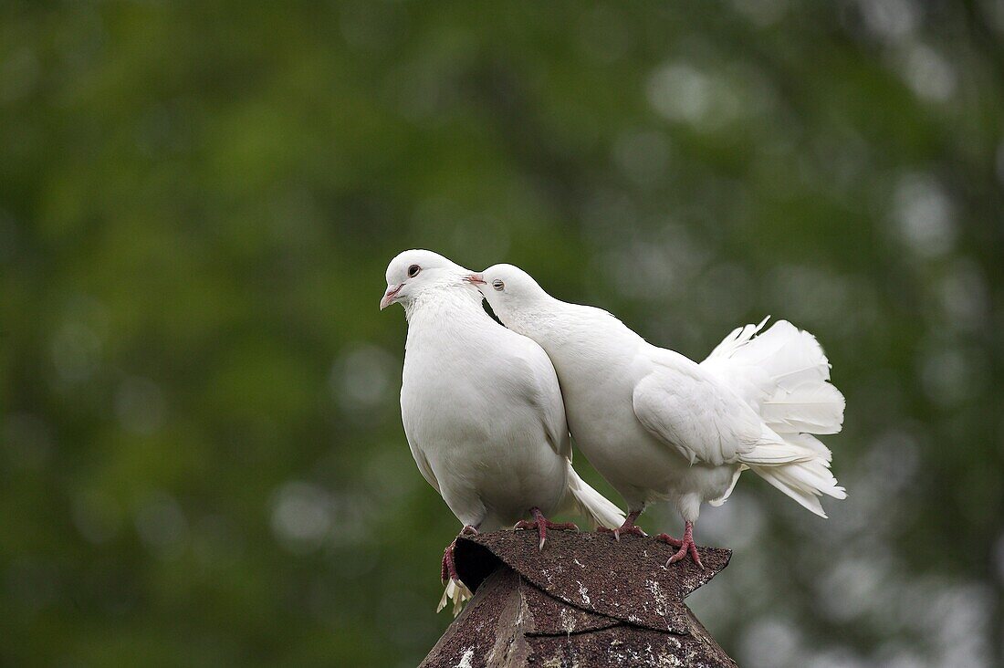 White Fantail Pigeon, Adults, Normandy