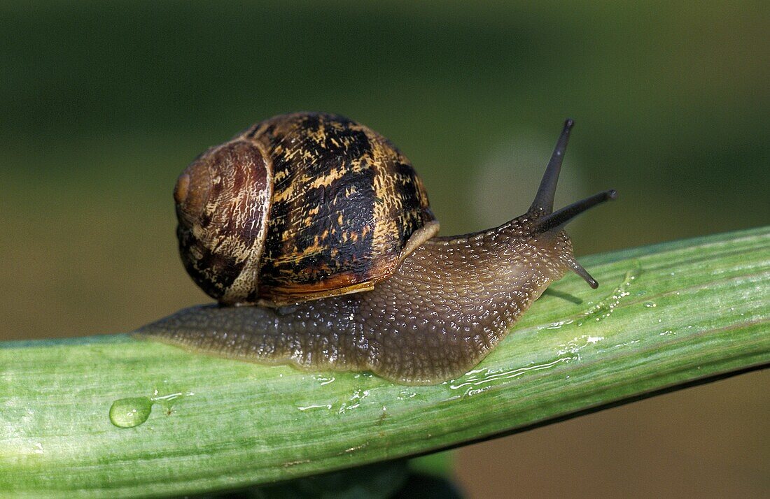 Brown Garden Snail, helix aspersa, Adult