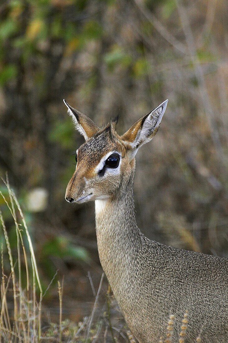 Kirk´s Dik Dik, madoqua kirkii, Portrait d´un Adult, Masai Mara Park in Kenya