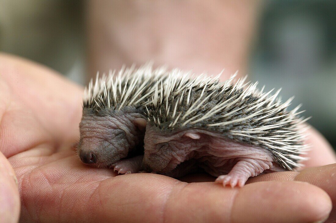 European Hedgehog, erinaceus europaeus, Babies rescued at ´la Dame Blanche´, Animal Protection Center in Normandy