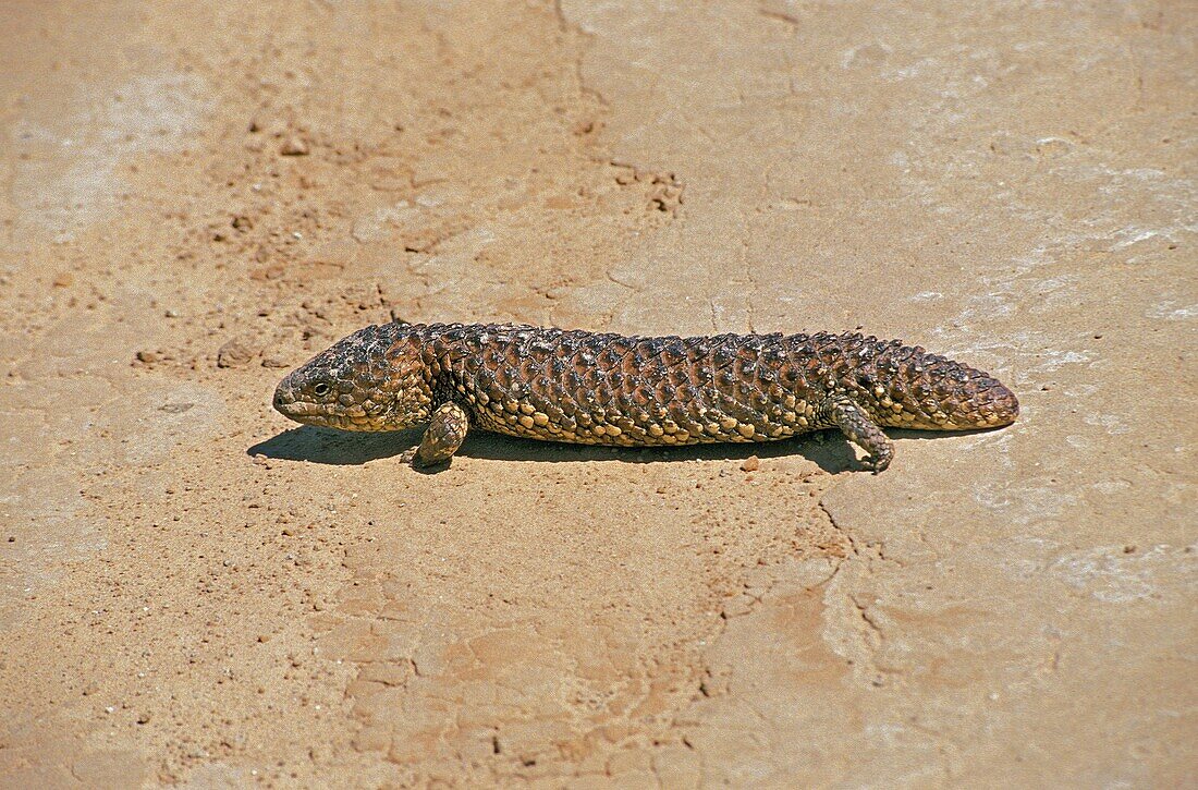 Stump Tailed Skink, tiliqua rugosa, Adult, Australia