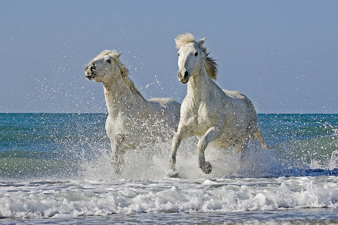 Camargue Horses Galloping on the Beach, Saintes Marie de la Mer in the South of France