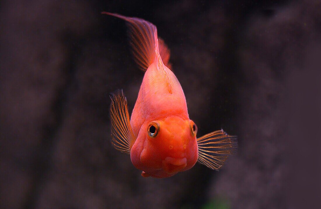 Red Parrot Cichlid, cichlasoma erythraeum