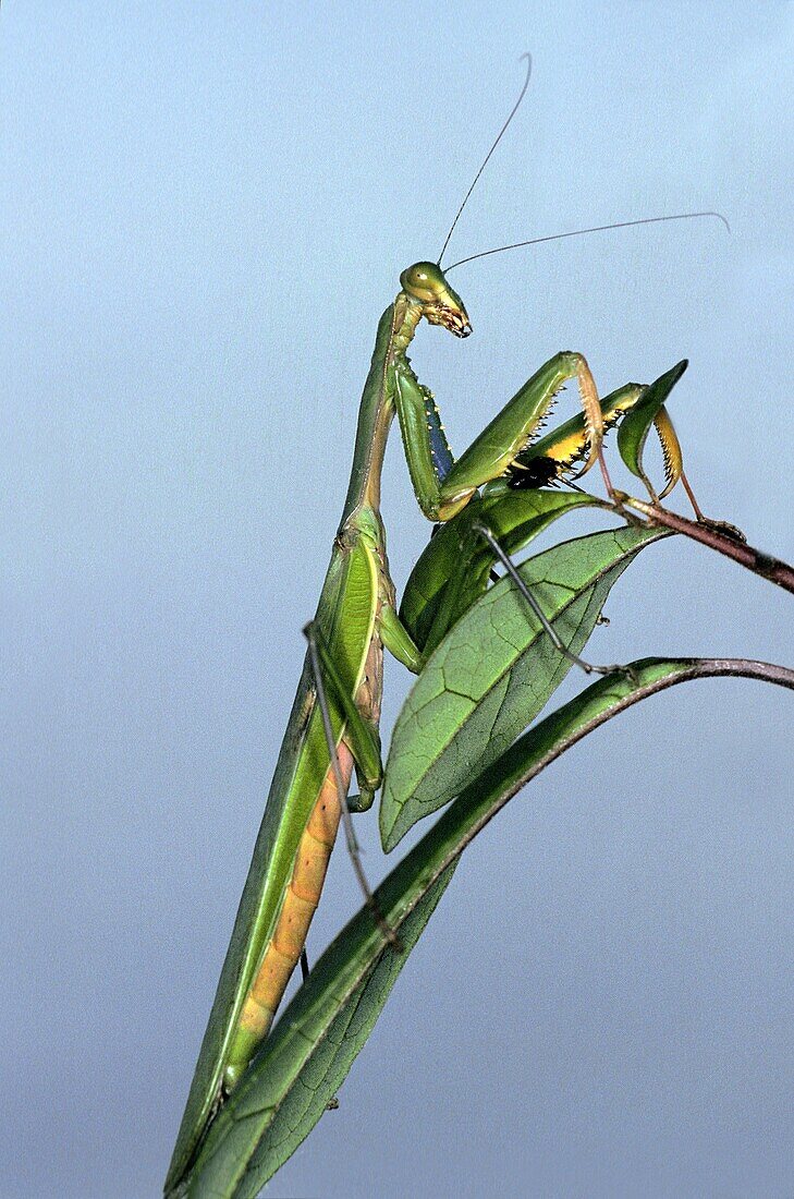 Praying Mantis, Adult standing on Leaf, Kenya