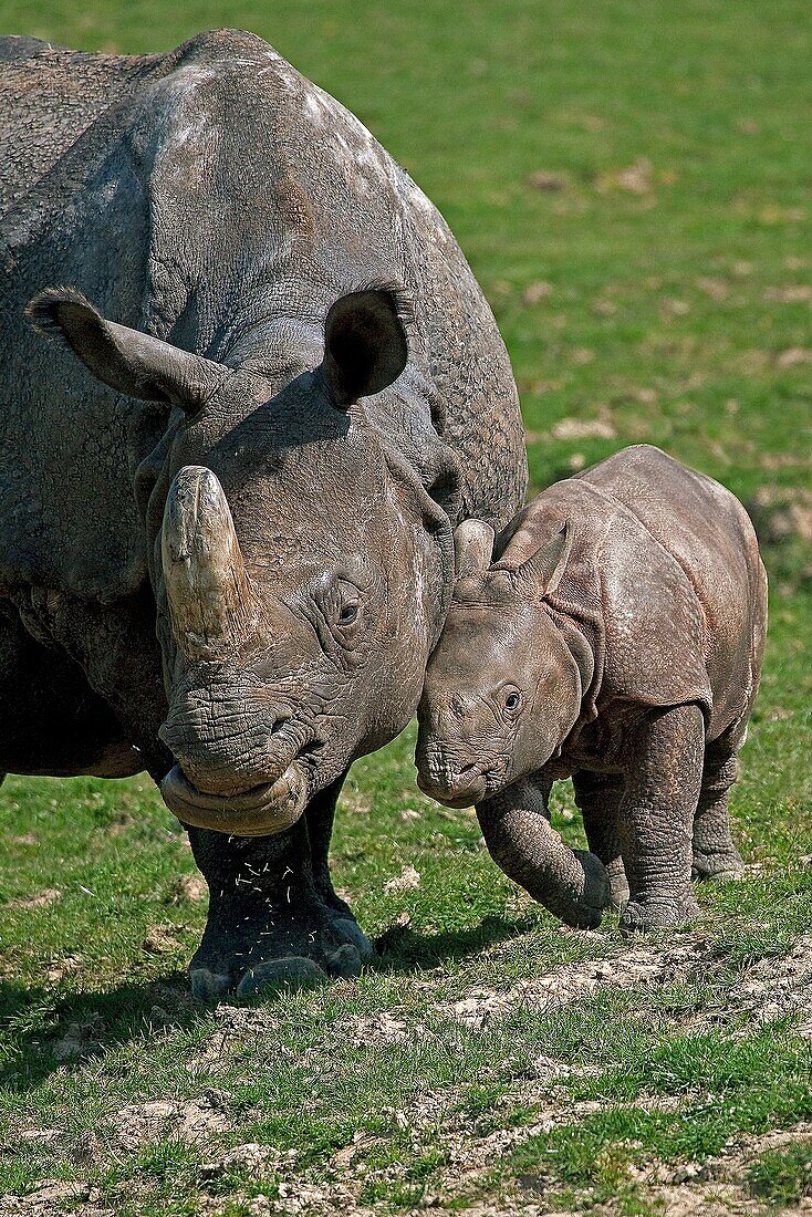 Indian Rhinoceros, rhinoceros unicornis, Mother with Calf