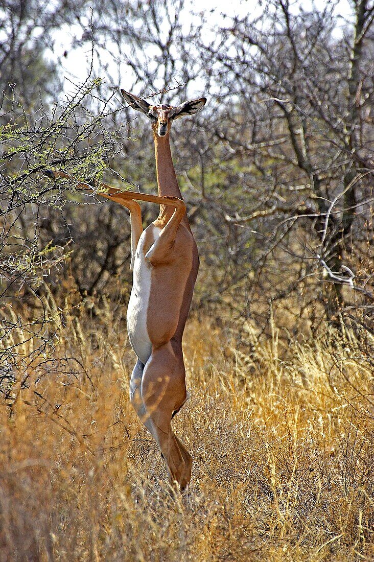 Gerenuk or Waller´s Gazelle, litocranius walleri, Female standing on Hind Legs, Eating Leaves, Samburu Parc in Kenya