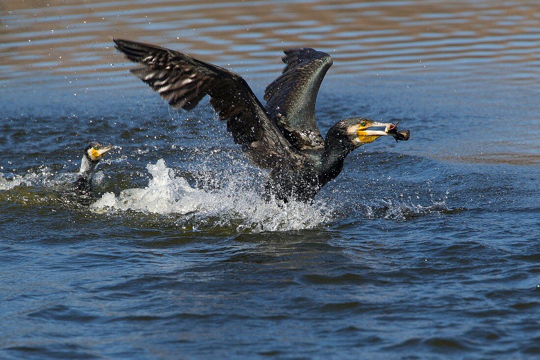 cormorant with a fish in guadarrama natural park, madrid, spain